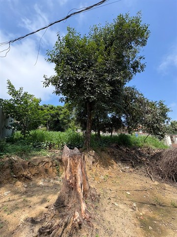 Terreno à Venda